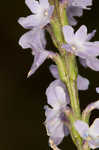 Narrowleaf vervain